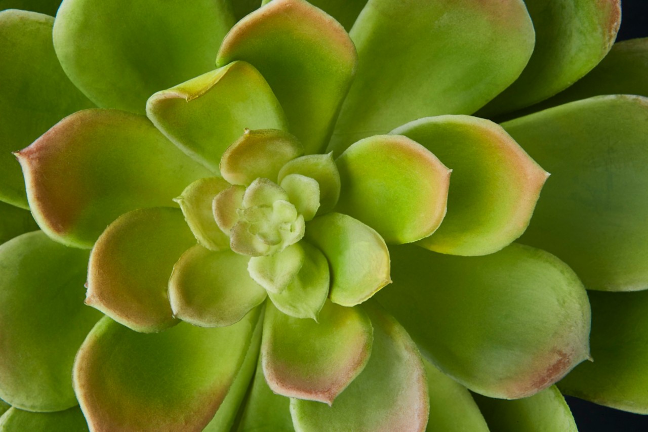 Humana texture image - plant