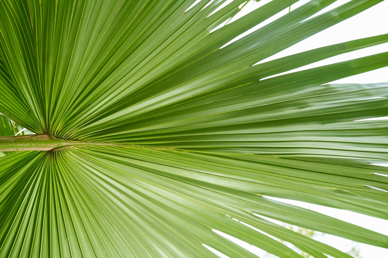Humana texture image